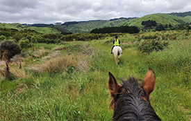 Kapiti Stables