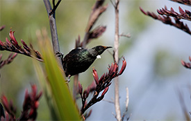 Nga Manu Nature Reserve