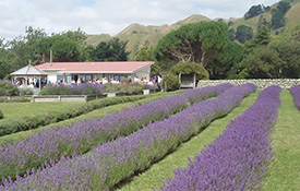 Lavender Creek Farm