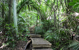 Nikau Reserve Bushwalk